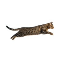 Playful tabby cat is captured mid leap, showcasing its agility and grace. cat striped fur and focused expression highlight its dynamic movement png
