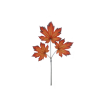 Vibrant cluster of three red maple leaves on single stem, isolated on transparency background, showcasing beauty of autumn foliage png