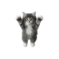 Fluffy gray and white kitten stands on its hind legs with paws raised, looking playful and curious. kitten fur is soft and its expression is endearing png
