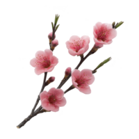 Branch of delicate pink cherry blossoms with green leaves, isolated on transparency background, showcasing beauty of nature and springtime png