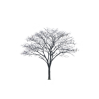 Solitary tree with bare branches stands against transparency background, creating stark and dramatic contrast. intricate network of branches is highlighted, showcasing tree natural beauty png