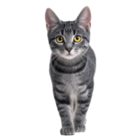 Gray tabby cat with striking yellow eyes walks confidently forward, showcasing its sleek fur and alert expression. cat poised demeanor and vivid gaze create captivating presence png