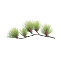 Delicate pine branch with vibrant green needles and small purple cones creates natural and serene aesthetic. intricate details of needles and cones are highlighted against plain background png