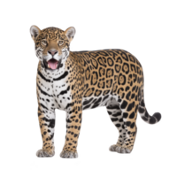 Majestic jaguar stands confidently, showcasing its striking spotted coat and powerful build. animal intense gaze and poised stance convey sense of strength and grace png