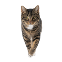Tabby cat with striking green eyes confidently walks forward, showcasing its beautiful striped fur and alert expression. feline poised stance and focused gaze convey sense of curiosity and grace png