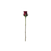 Single red rose with long green stem stands against transparency background, symbolizing love and passion. simplicity and elegance of rose create striking visual impact png