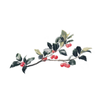 Branch with glossy green leaves and bright red berries, possibly holly, is depicted in realistic style. vibrant colors and detailed textures create festive and natural appearance png