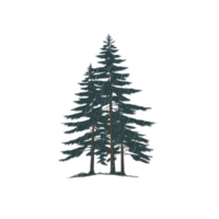 Digital illustration of two tall evergreen trees with detailed branches and textured appearance, set against transparent background. trees evoke sense of tranquility and nature png