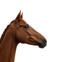 Majestic brown horse with braided mane is shown in profile against transparency background, highlighting its elegant features and calm demeanor png