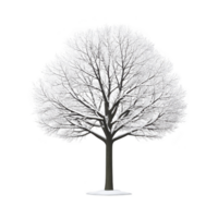 Tall, leafless tree covered in snow stands against plain background, showcasing beauty of winter. branches are intricately detailed, creating serene and peaceful scene png