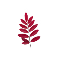 Vibrant red leaf branch with multiple elongated leaves arranged symmetrically dark stem, isolated transparency background. striking color and simple composition evoke sense of natural beauty png