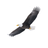 Majestic bald eagle soars through sky with its wings fully extended, showcasing its powerful presence and grace. bird striking white head contrasts with its dark body and wings png