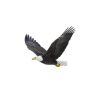 Majestic bald eagle soars through sky, showcasing its impressive wingspan and sharp gaze. bird white head and tail contrast with its dark brown body, symbolizing freedom and strength png