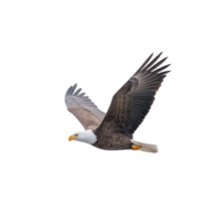 Majestic bald eagle soars through sky, its powerful wings fully extended and its sharp eyes focused. bird striking white head contrasts with its dark brown body, symbolizing freedom and strength png
