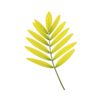 Vibrant yellow palm leaf with elongated, symmetrical leaflets arranged along central stem, isolated transparency background. leaf bright color contrasts sharply with dark backdrop, creating png
