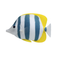 Colorful fish with blue and white stripes and yellow fins, resembling tropical marine species, is depicted against plain background. Its vibrant colors and distinct pattern make it visually png