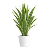 Vibrant snake plant with long, pointed green leaves edged in yellow sits in simple white pot, perfect for adding touch of nature to any indoor space png