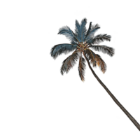 Tall palm tree with vibrant leaves stands against clear sky, creating tropical and serene atmosphere. tree silhouette is striking and evokes sense of relaxation png