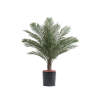 Lush, green potted palm plant with feathery fronds stands in black pot, perfect for indoor decoration and adding tropical touch to any space png