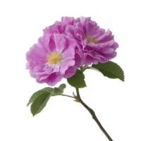 Two vibrant pink flowers with delicate petals and yellow centers are attached to green stem with leaves, creating striking and elegant floral display png