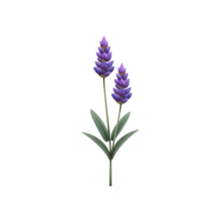 Digital illustration of lavender plant with two purple flower spikes and green leaves, isolated on transparency background. artwork captures delicate and calming essence of lavender png