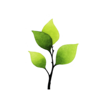 Watercolor illustration of small green plant with three leaves on dark stem, set against transparent background. simple design conveys sense of growth and nature png