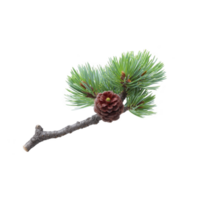 Small pine branch with vibrant green needles and single brown pine cone is isolated on transparency background, showcasing nature simplicity and beauty png