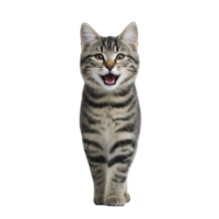 Playful tabby cat with striking stripes stands confidently, mouth open as if meowing or expressing joy. Its fur pattern is distinct, and its eyes are bright and engaging png