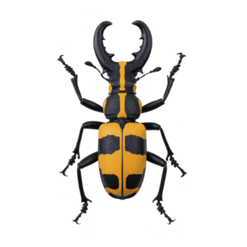 vivace arancia e nero cervo scarafaggio con grande mandibole e dettagliato corpo struttura è visualizzato su trasparenza sfondo, in mostra suo unico modello e struttura png