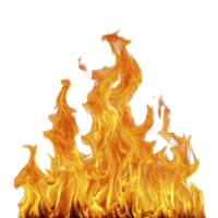 Vibrant display of orange and yellow flames against transparent background, showcasing dynamic movement and intensity of fire. Perfect for illustrating heat or energy concepts png