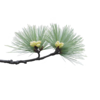 Pine tree branch with lush green needles and small yellow buds is isolated on transparency background, showcasing nature simplicity and beauty png