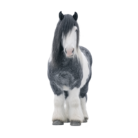 Majestic black and white Gypsy Vanner horse stands facing forward, showcasing its long, flowing mane and feathered legs. horse gentle expression and sturdy build are highlighted against plain png