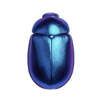 Vibrant, metallic blue beetle with smooth, shiny exoskeleton is displayed against plain background, showcasing its intricate texture and iridescent colors png