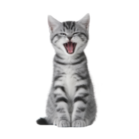 Playful gray tabby kitten sits with its mouth open, appearing to yawn or meow, showcasing its striped fur pattern. kitten expressive pose adds sense of joy and liveliness png