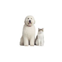 Fluffy white dog and cat sit side by side against plain background, showcasing charming companionship. dog has curly coat, while cat has smooth fur pattern png