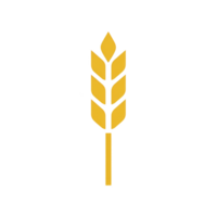 Simple yellow wheat icon on transparency background, symbolizing agriculture and harvest. design is minimalistic and modern, often used in farming or food related contexts png