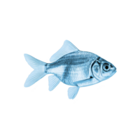 Blue toned image of fish with detailed scales and fins, isolated on transparency background, showcasing its aquatic features png