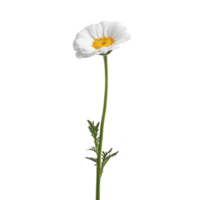 Single white daisy with yellow center stands tall on slender green stem, isolated on transparency background. simplicity and elegance of flower evoke sense of purity and tranquility png