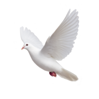 Graceful white dove in mid flight with wings fully extended, symbolizing peace and freedom. bird pure white feathers contrast against plain background, creating serene and elegant image png