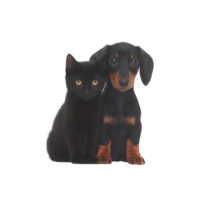 Black cat and dachshund puppy sit closely together, showcasing heartwarming bond. cat sleek fur contrasts with puppy shiny coat, creating charming and adorable scene png