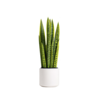 Vibrant snake plant with tall, green leaves in white pot, isolated on transparency background. plant striking pattern and upright growth add touch of nature and elegance png