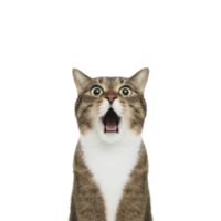 Surprised tabby cat with wide eyes and open mouth against plain background, capturing moment of shock or amazement png
