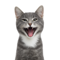 Gray cat with white markings is shown with its mouth open, appearing to yawn or meow. cat expression is lively and engaging, set against plain background png
