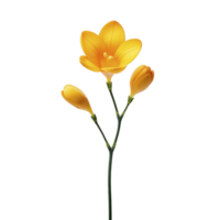 Vibrant orange freesia flower with two buds on slender green stem, isolated on transparency background, showcasing its delicate petals and natural elegance png