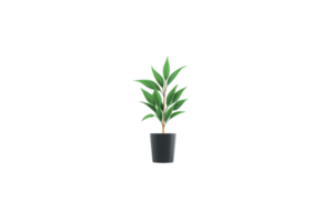 Potted plant with lush green leaves stands in sleek black pot, offering touch of nature and elegance. plant vibrant foliage adds refreshing and calming presence png