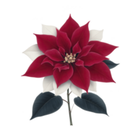Vibrant red poinsettia with contrasting white and dark green leaves, showcasing its classic holiday appeal. detailed petals and leaves create striking and festive floral display png