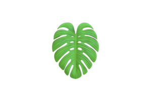 Vibrant green monstera leaf with distinctive holes and splits, isolated on transparency background, showcasing its unique tropical design png