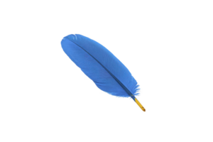 Single vibrant blue feather with delicate texture and sturdy quill, isolated on transparency background, evokes sense of lightness and freedom png
