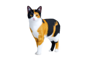 Calico cat with striking mix of orange, black, and white fur stands gracefully, showcasing its unique and vibrant coat pattern. cat alert expression adds to its charming presence png