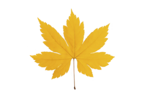 Vibrant yellow maple leaf with distinct shape, symbolizing autumn and nature beauty. leaf detailed veins and symmetrical form make it perfect representation of fall foliage png